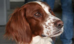 Sporting Group Dogs 20 Irish Red and White Setter