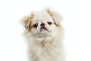Japanese-Chin