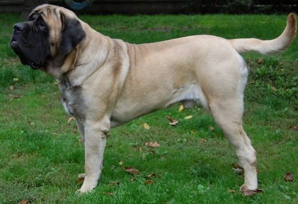 Molossus Dog 1 Mastiff May Have a Molossus Ancestry.