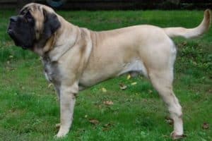 Mastiff