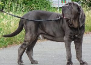 Neapolitan Mastiff