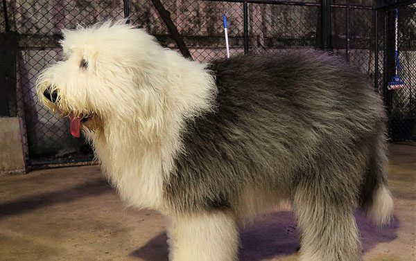 Old English Sheepdog