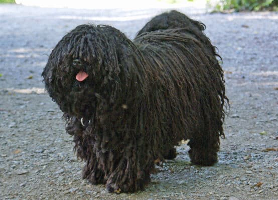 Herding Group Dogs 27 Puli