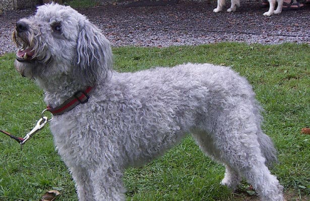 Pumi