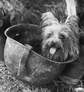 Smoky, a Yorkshire Terrier