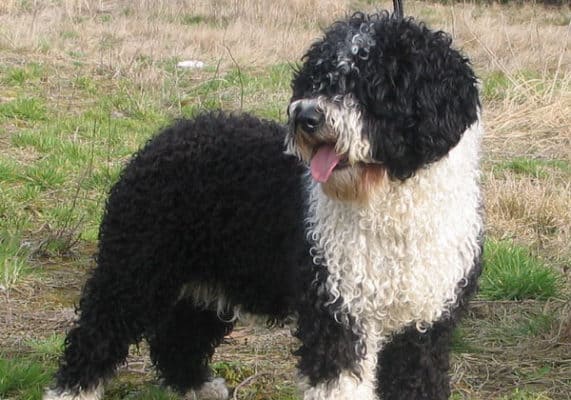 Top Dog Forum
