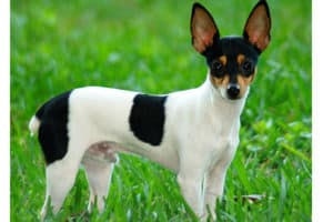 Toy Fox Terrier