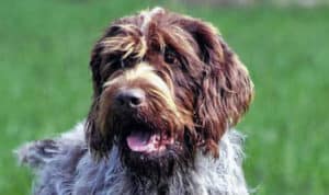 Sporting Group Dogs 34 Wirehaired Pointing Griffon