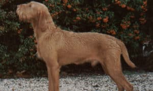Sporting Group Dogs 35 Wirehaired Vizsla