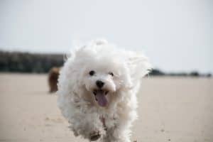 Coton De Tulear