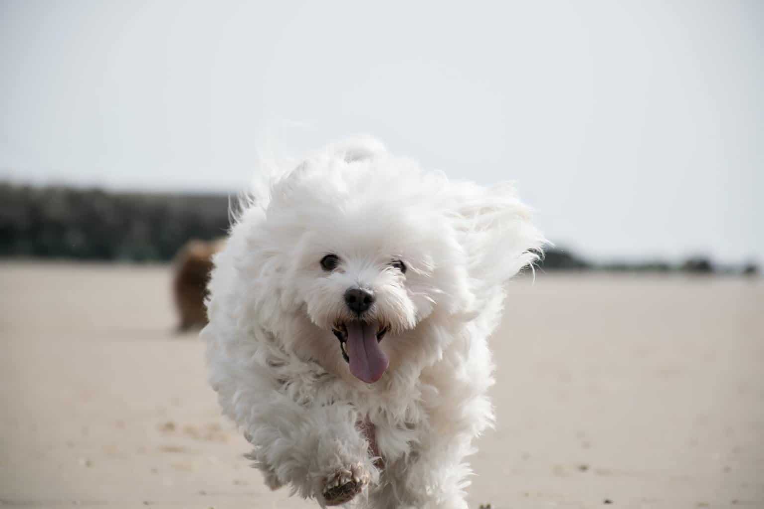 Coton De Tulear