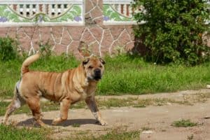 Chinese Shar Pei is in the non-sporting group..