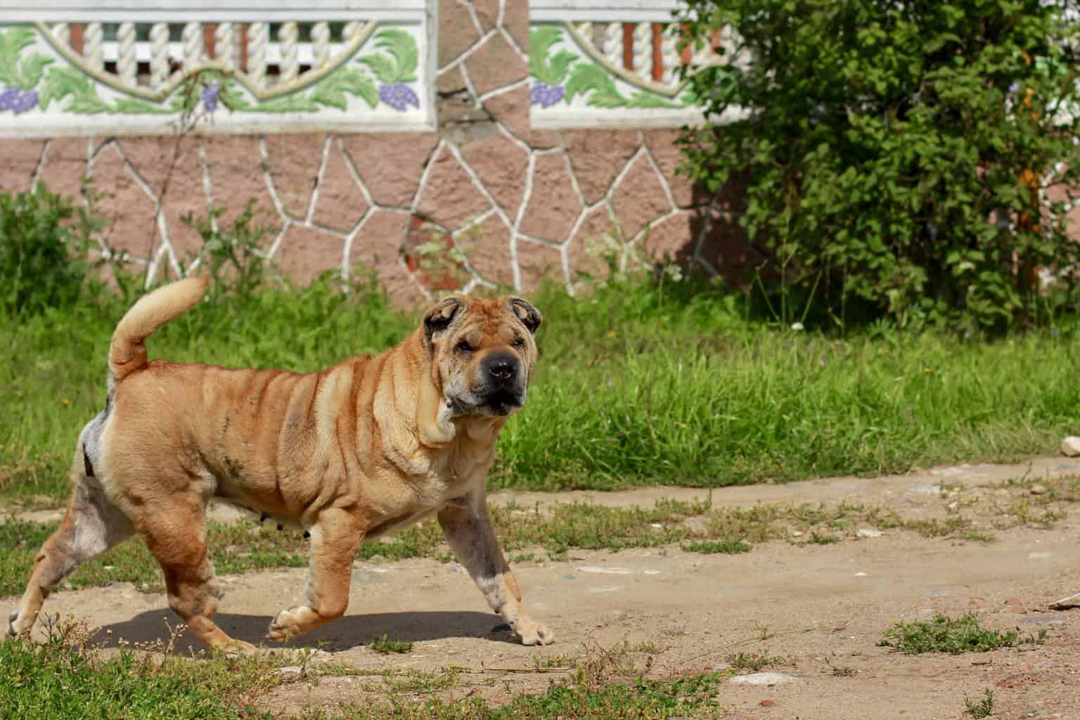A beautiful, young, red Chinese Shar Pei dog walking on the rural road.