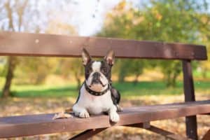 A Boston Terrier dog lies on a wooden bench in a Park in beautiful nature on a Sunny, clear autumn