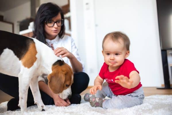 Baby with mother and Beagle dog on carpet on the floor.