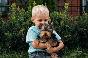 Boy with yorkshire terrier dog puppy. Cute baby boy hugs york terrier puppy and siting on green gras