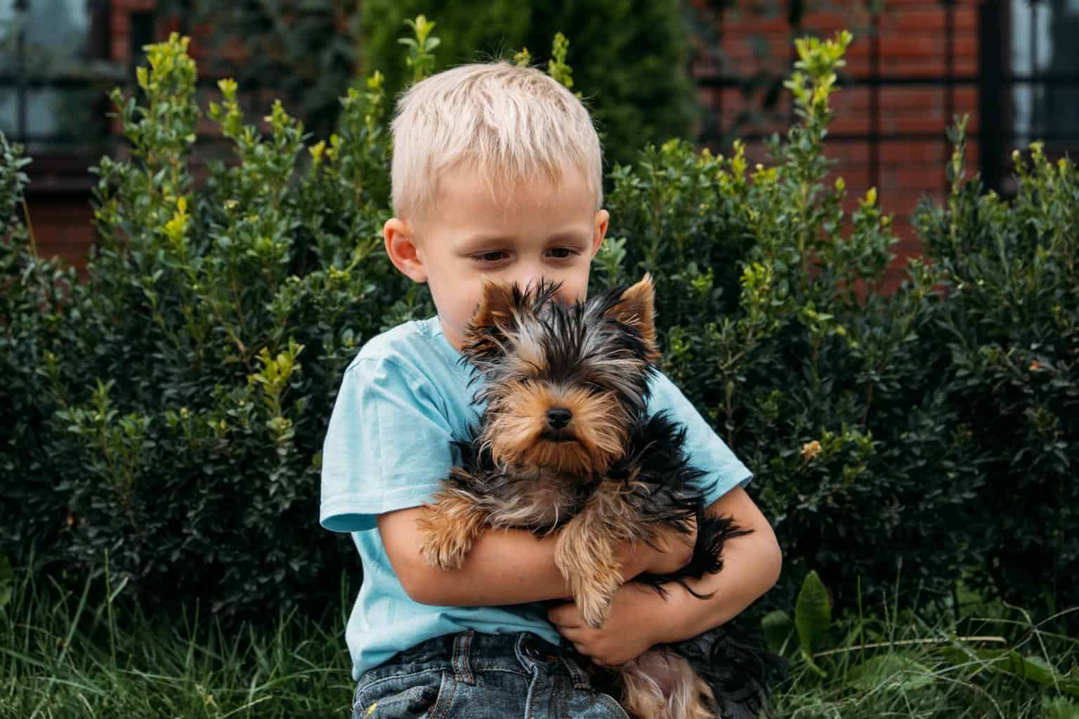 Boy with yorkshire terrier dog puppy. Cute baby boy hugs york terrier puppy and siting on green gras