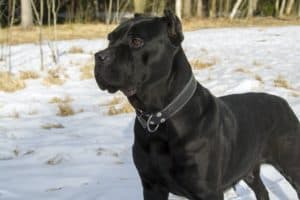 Cane corso