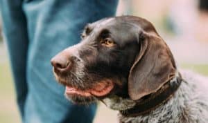 Sporting Group Dogs 18 German Wirehaired Pointer Dog