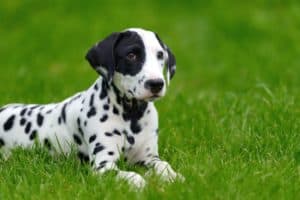 Dalmatian dog outdoors in summer
