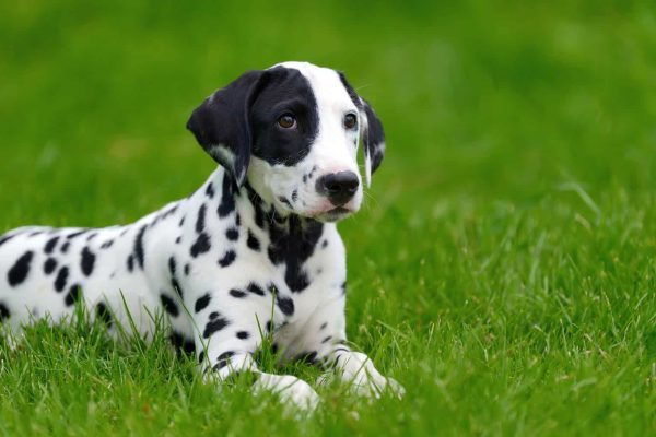 Dalmatian dog outdoors in summer