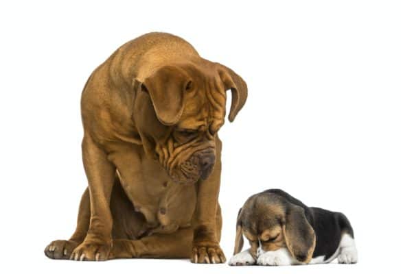 Top Dog Forum