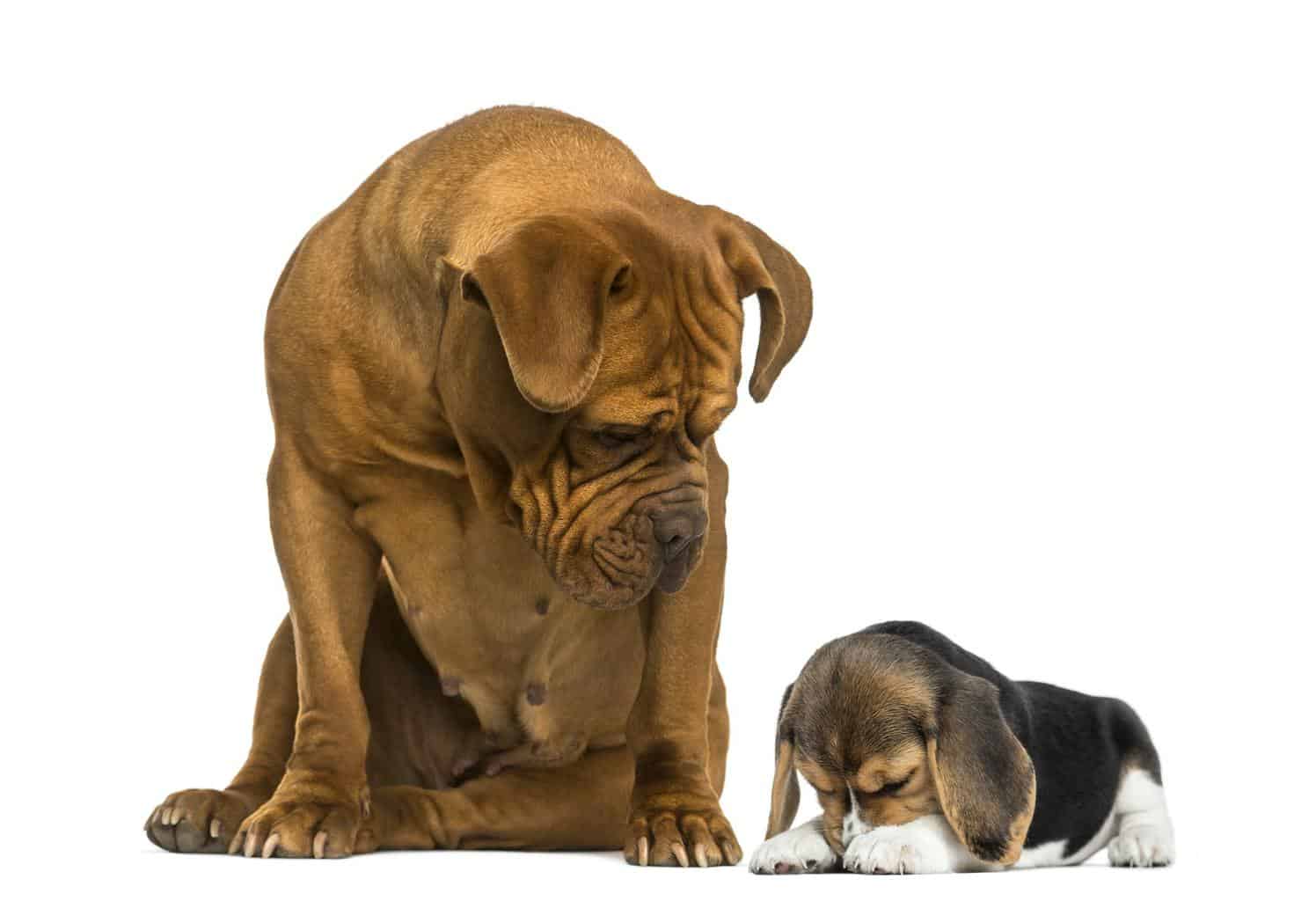 Dogue de Bordeaux sitting and looking at a embarrassed Beagle puppy