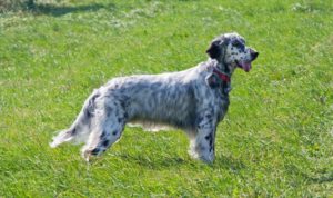 Sporting Group Dogs 13 English Setter