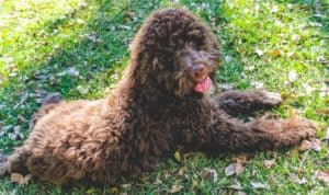 Sporting Group Dogs 25 Lagotto Romagnolo