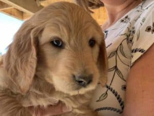 Popular Dog Breeds That Made 3 Designer Dogs Famous 2 Goldendoodle Puppy