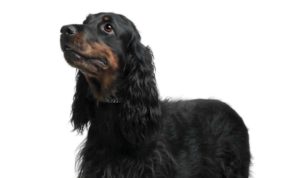 Sporting Group Dogs 21 Gordon Setter, 7 years old, standing in front of white background