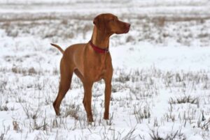 Sporting Group Dogs 31 Hungary Vizsla