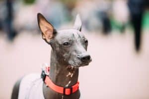 Xoloitzcuintli Mexican Hairless Dog In Outfit Playing In City Park