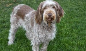 Sporting Group Dogs 29 Spinone Italiano