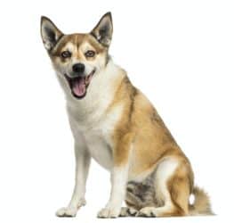 Norwegian Lundehund panting, sitting, isolated on white
