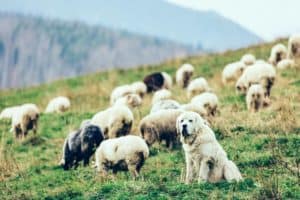 Polish Lowland Sheepdog