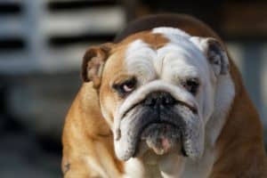 English Bulldog is in the Non-Sporting Group