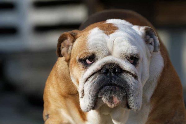 Top Dog Forum