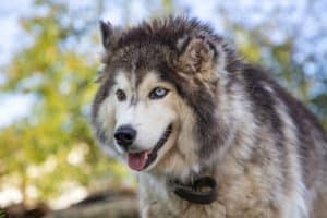 siberian husky