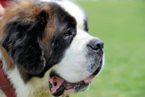 St. Bernard dog portrait