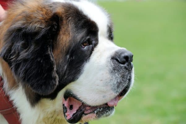 Top Dog Forum