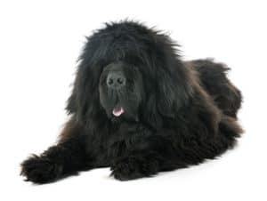 tibetan mastiff in studio