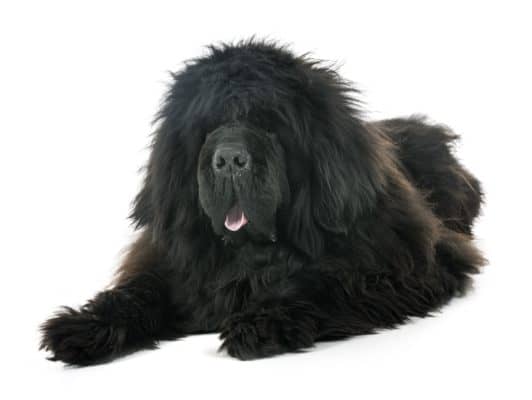 Top Dog Forum