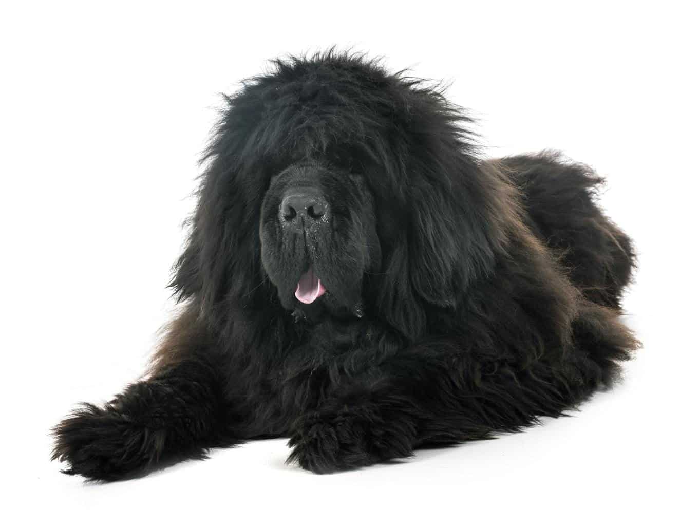 tibetan mastiff in studio
