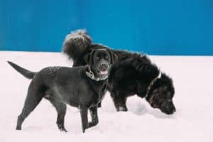 Two Funny Dogs Labrador And Newfoundland Play Together Outdoor I