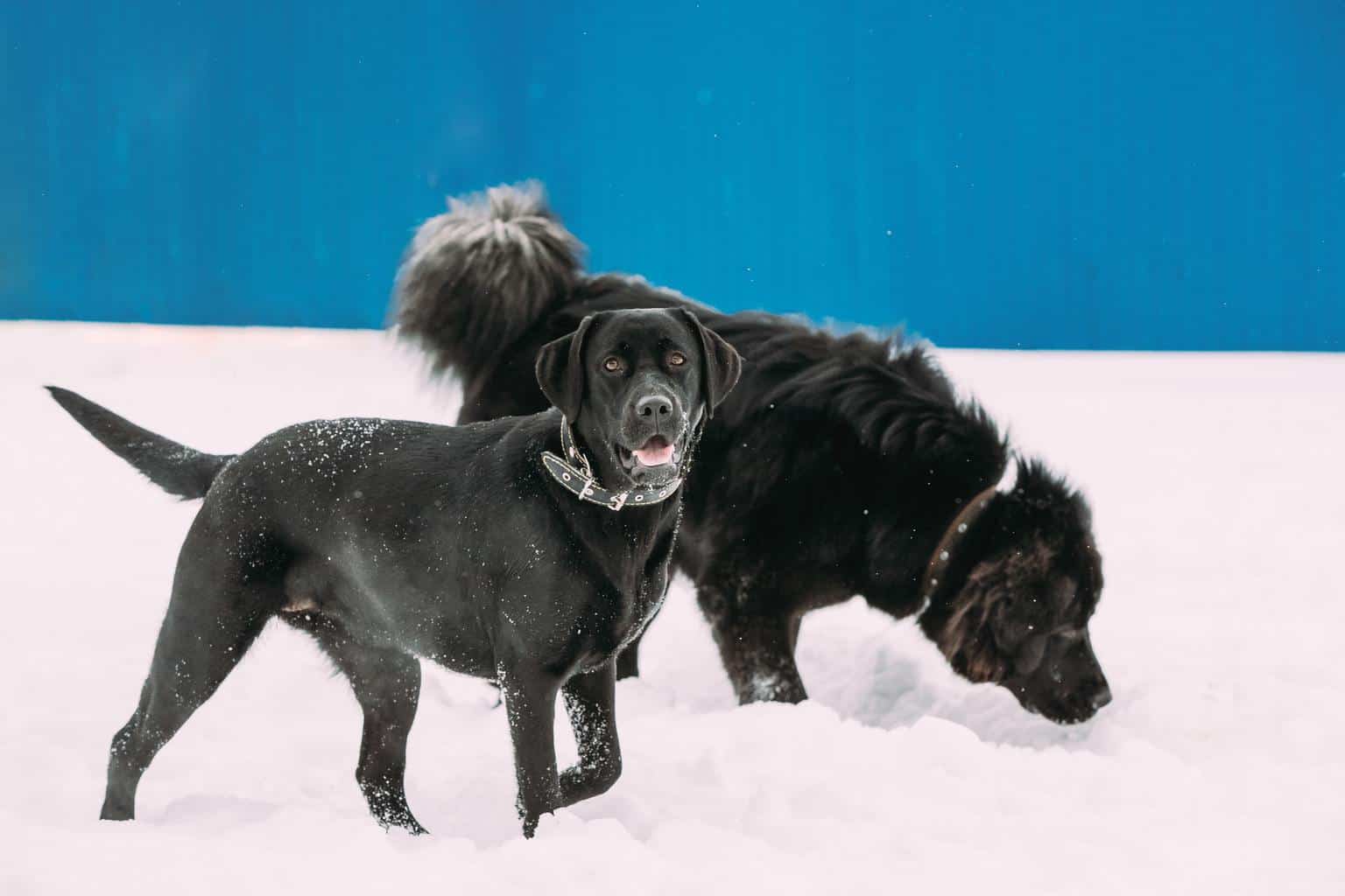 Two Funny Dogs Labrador And Newfoundland Play Together Outdoor I