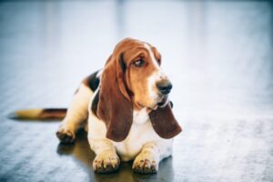 White And Brown Basset Hound Dog