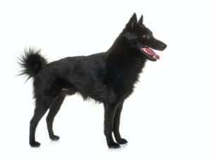 young Schipperke dog