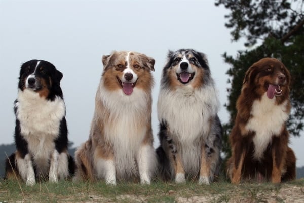 Australian Shepherds Of Different Colors