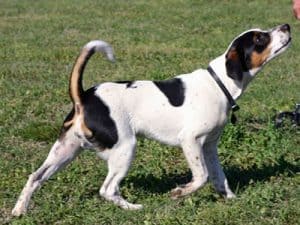 Danish-Swedish Farmdog